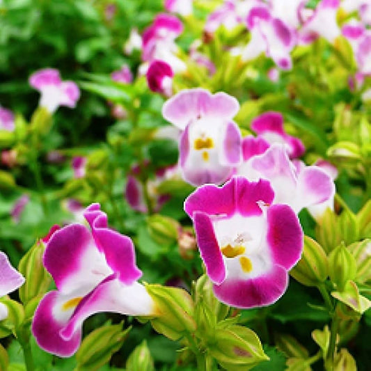 Pink Torenia Flower seeds for Planting - Garden Favorite, Heirloom & GMO Free Seeds for Home Garden