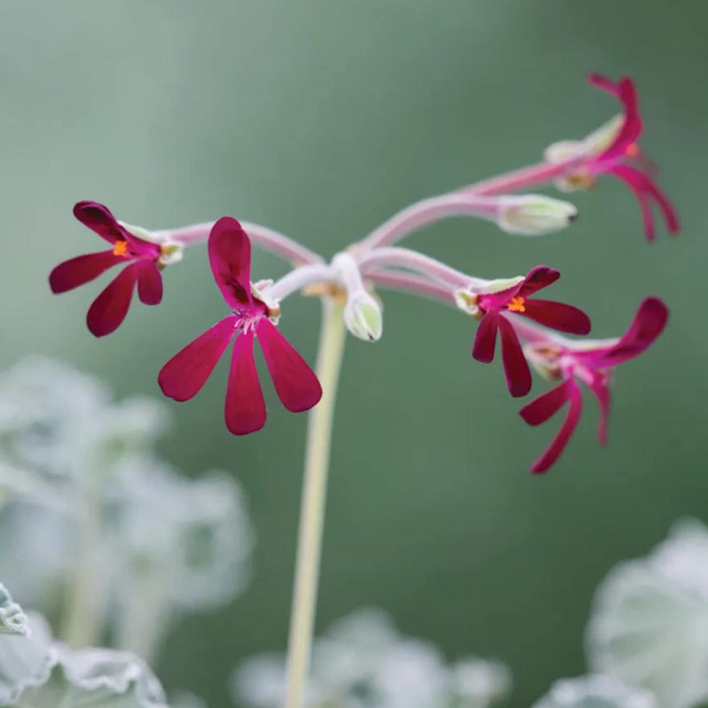 Semi di fiore di Pelargonium Sidoides
