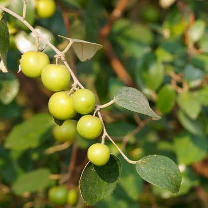Jujube Fruit Seeds
