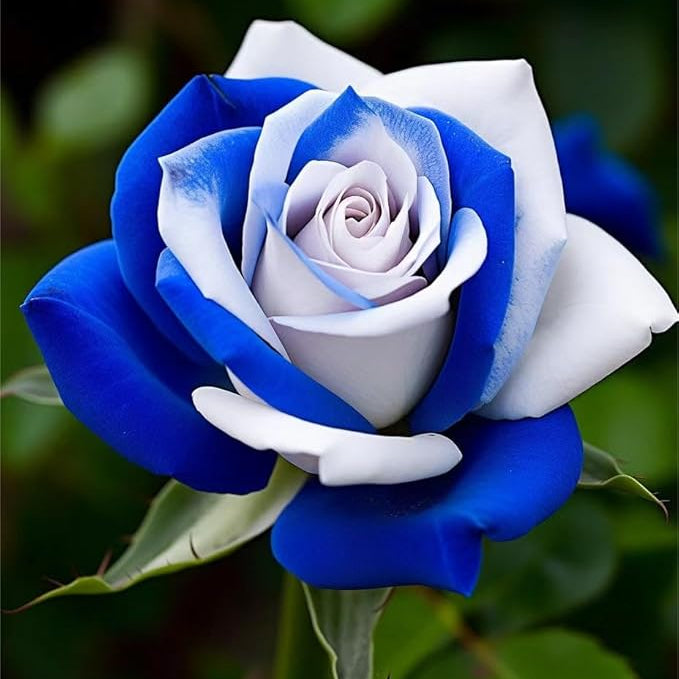 Rose Flower seeds for Planting - Low Maintenance, Heirloom & GMO Free Seeds for Home Garden
 
 Sale for planting in home garden