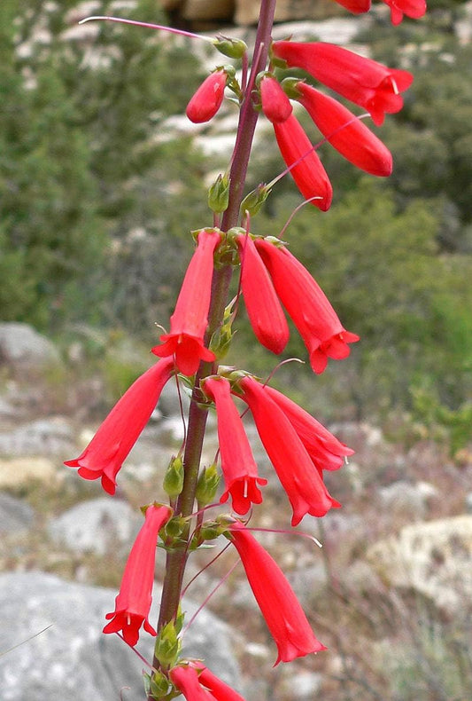 Heirloom Penstemon Eatonii Flower seeds for Planting Perfect for Borders Heirloom & GMO Free Seeds for Home Garden 
 
 Sale for planting in home garden