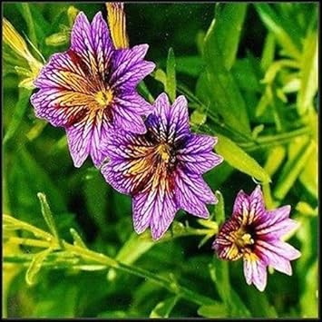 Purple Salpiglossis Flower seeds for Planting - Garden Favorite, Heirloom & GMO Free Seeds for Home Garden
 
 Sale seeds for planting in home garden