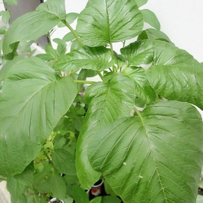 callaloo plant seeds Jamaican Callaloo (Amaranthus sp.) Vegetable Seeds for Planting – Heir – Pure Asia Seeds