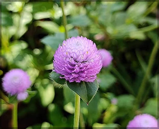 Globe Amaranth Mix Flower Seeds