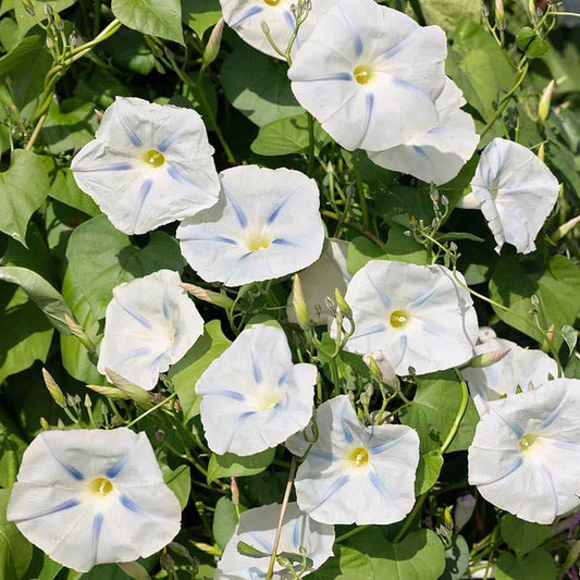 Ipomoea 'Ismay' Flower Seeds