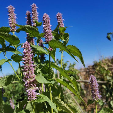 Pogostemon Cablin Herb Seeds