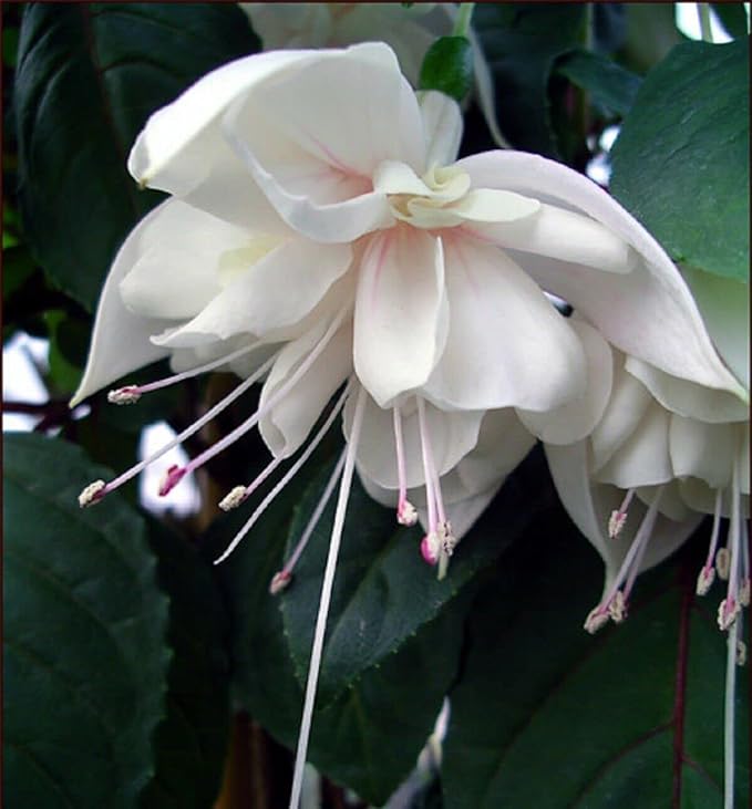 Fuchsia Flower seeds for Planting Hardy Variety Heirloom & GMO Free Seeds for Home Garden 
 
 Sale for planting in home garden