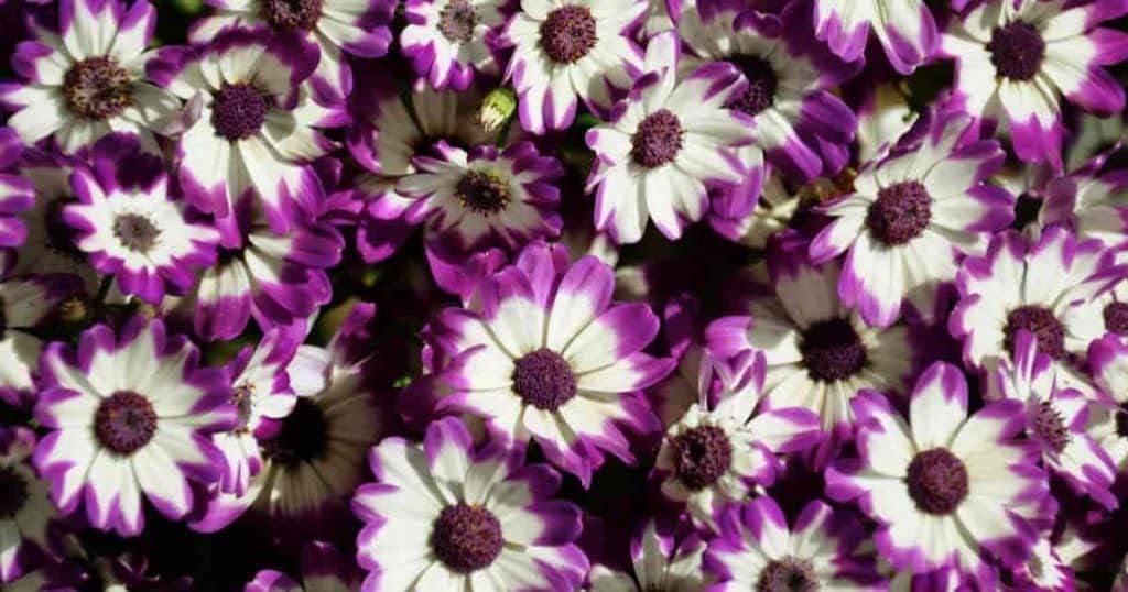 White Purple Cineraria Flower seeds for Planting - Vibrant Colors, Heirloom & GMO Free Seeds for Home Garden
 
 Sale for planting in home garden