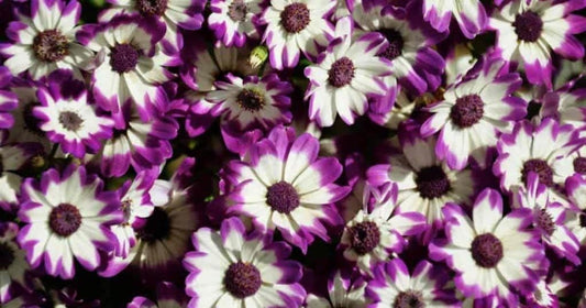 White Purple Cineraria Flower seeds for Planting - Vibrant Colors, Heirloom & GMO Free Seeds for Home Garden
 
 Sale for planting in home garden