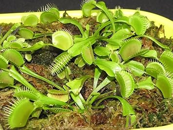 Green Venus Fly Trap Flower seeds for Planting - Low Maintenance, Heirloom & GMO Free Seeds for Home Garden
 
 Sale for planting in home garden