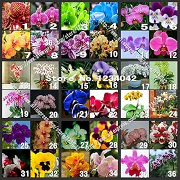 Mixed Butterfly Orchid Flower seeds for Planting - Long Bloom Season, Heirloom & GMO Free Seeds for Home Garden
 
 Sale for planting in home garden.