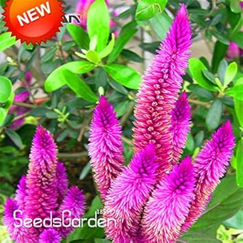 Purple Celosia Spicata Flower seeds for Planting - Easy to Grow, Heirloom & GMO Free Seeds for Home Garden
 
 Sale for planting in home garden.