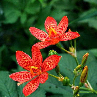 Belamcanda Chinensis Flower Seeds