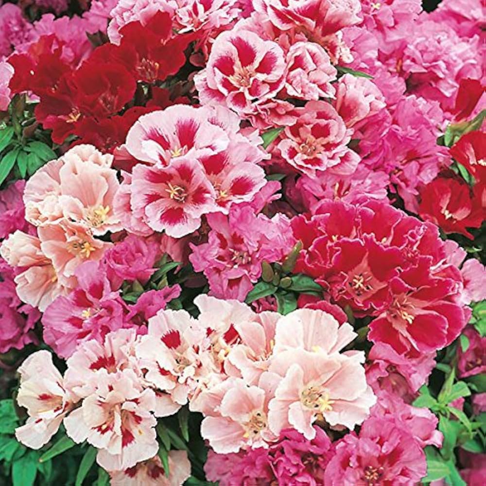 Mixed Godetia Flower seeds for Planting - Bright Blooms, Heirloom & GMO Free Seeds for Home Garden