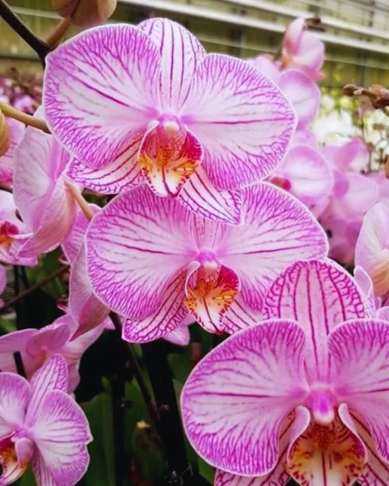 Pale Pink Phalaenopsis Orchid Flower seeds for Planting - Cut Flower Favorite, Heirloom & GMO Free Seeds for Home Garden
