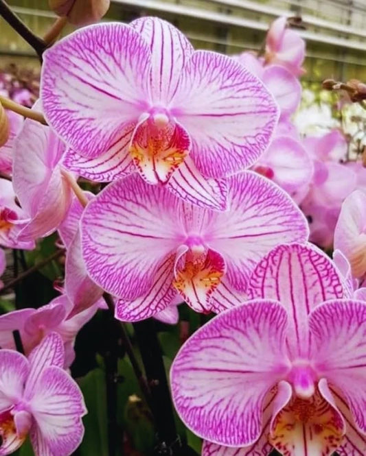 Pale Pink Phalaenopsis Orchid Flower seeds for Planting - Cut Flower Favorite, Heirloom & GMO Free Seeds for Home Garden