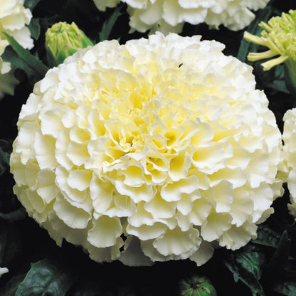 American Eskimo Marigold Flower Seeds