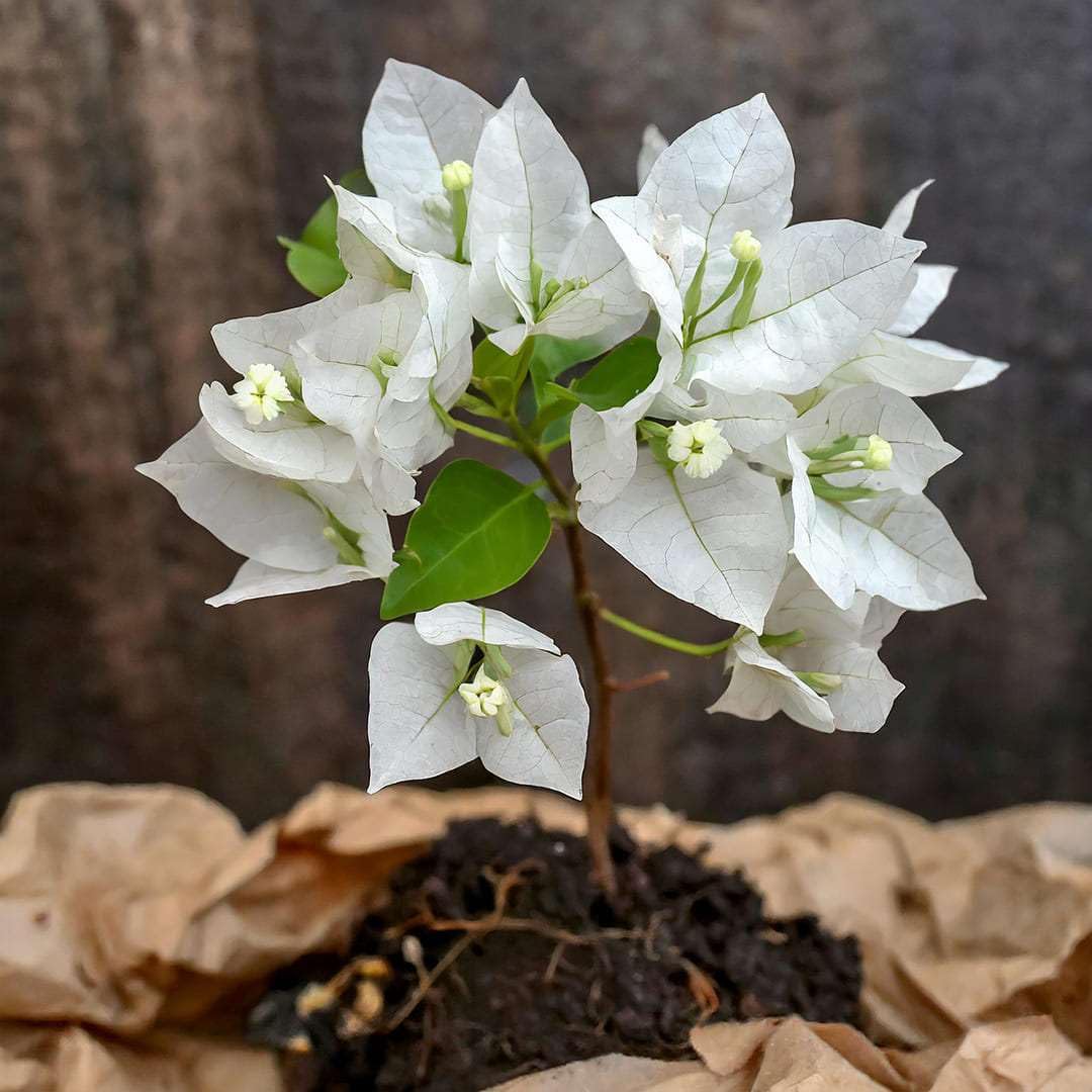 White Bougainvillea Flower Seeds