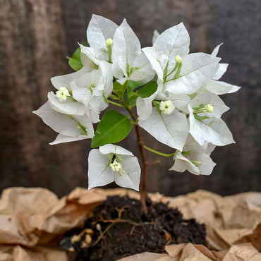 White Bougainvillea Flower Seeds