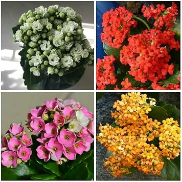 Multi-Color Kalanchoe Flower seeds for Planting - Bright Blooms, Heirloom & GMO Free Seeds for Home Garden
 
 Sale for planting in home garden.
