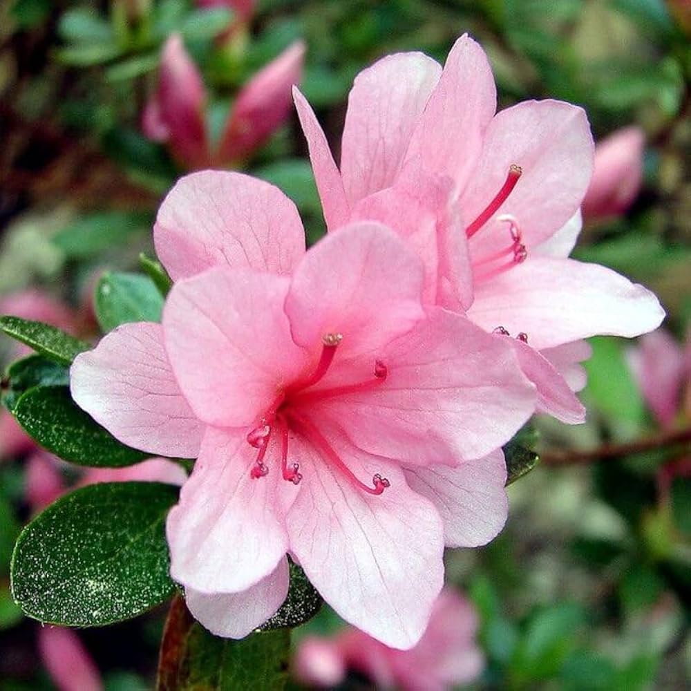 Azalea Flower seeds for Planting Shade Tolerant Heirloom & GMO Free Seeds for Home Garden