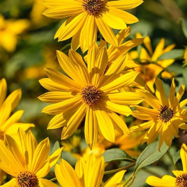 Maximilian Sunflower Seeds