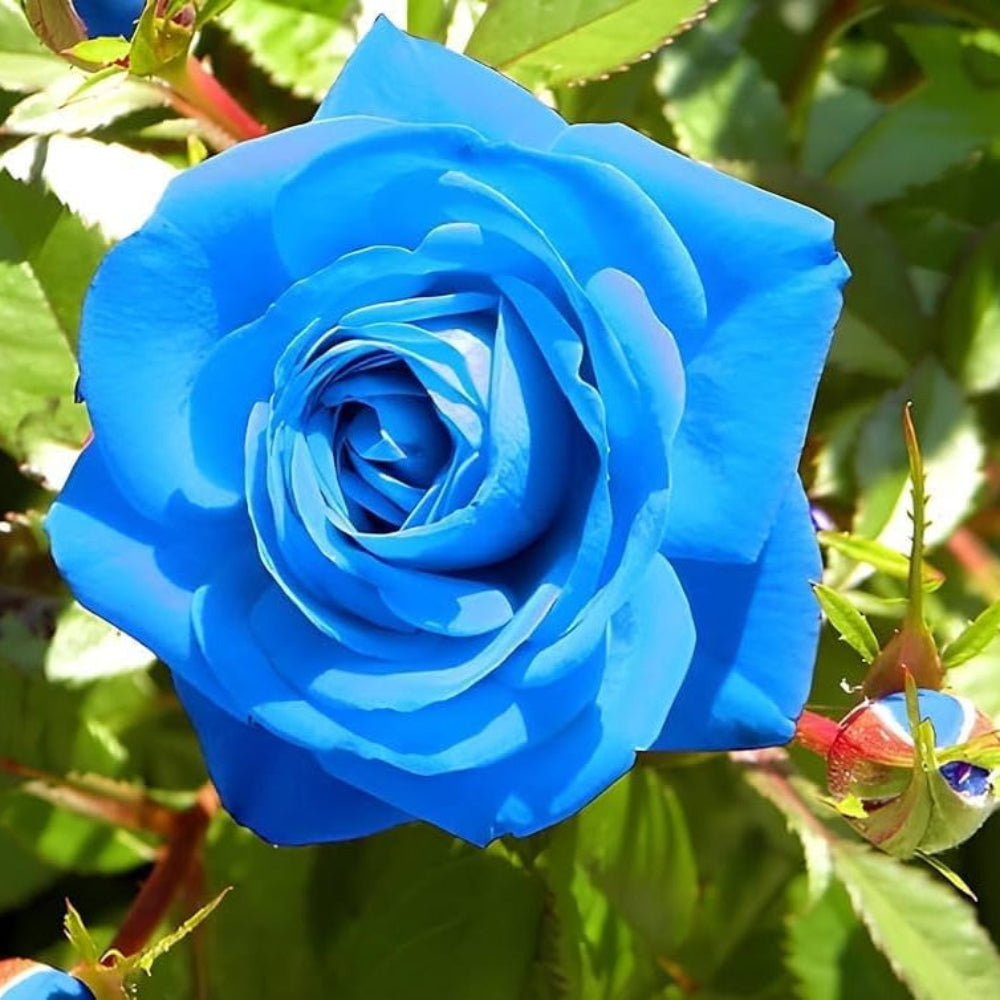 Blue Rose Flower Seeds