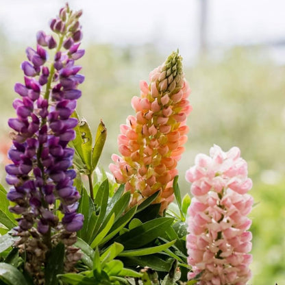 Lupine Flower Seeds