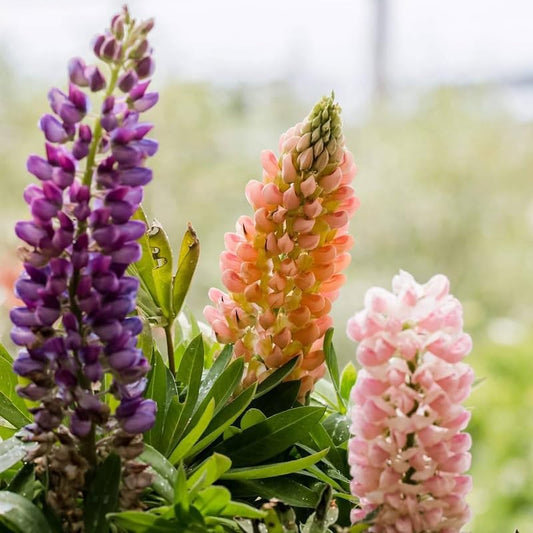 Lupine Flower Seeds
