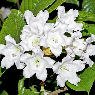 Easter Lily Vine Flower Seeds