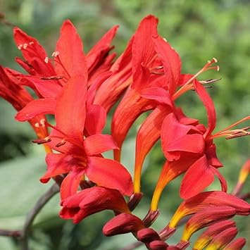 Crocosmia Lucifer Flower seeds for Planting Perfect for Borders Heirloom & GMO Free Seeds for Home Garden 
 
 Sale for planting in home garden