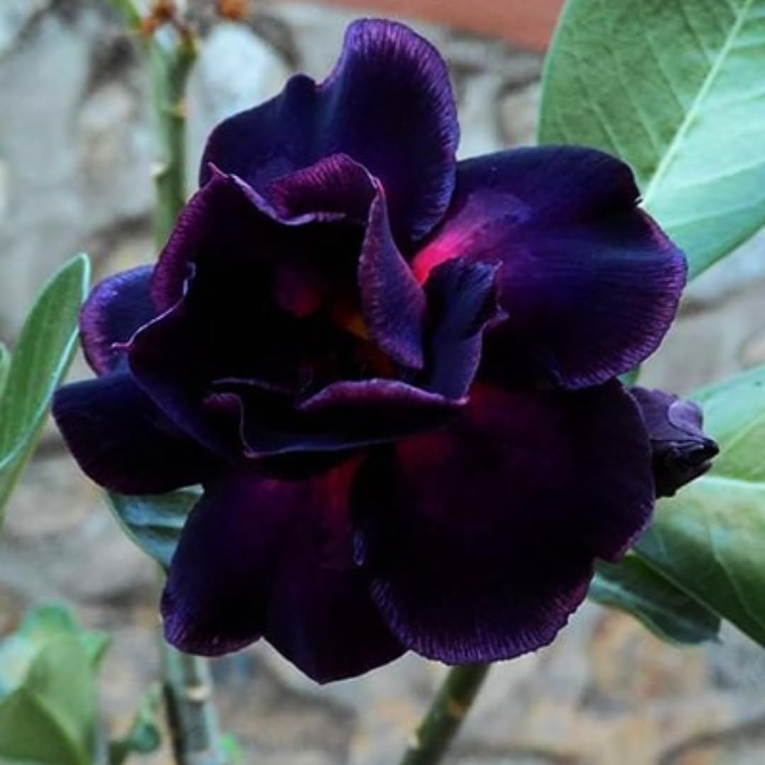 Rare Purple Black Desert Rose Flower Seeds