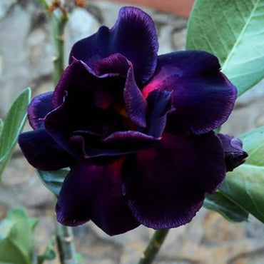 Seltene lila-schwarze Wüstenrose-Blumensamen