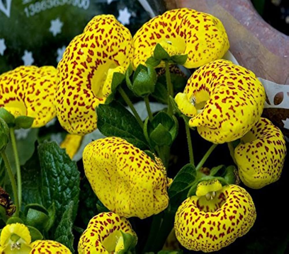 Calceolaria Flower seeds for Planting - Colorful Display, Heirloom & GMO Free Seeds for Home Garden