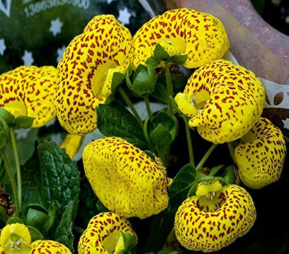 Calceolaria Flower seeds for Planting - Colorful Display, Heirloom & GMO Free Seeds for Home Garden