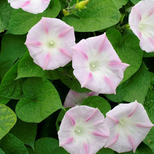 Shiva Morning Glory Flower Seeds