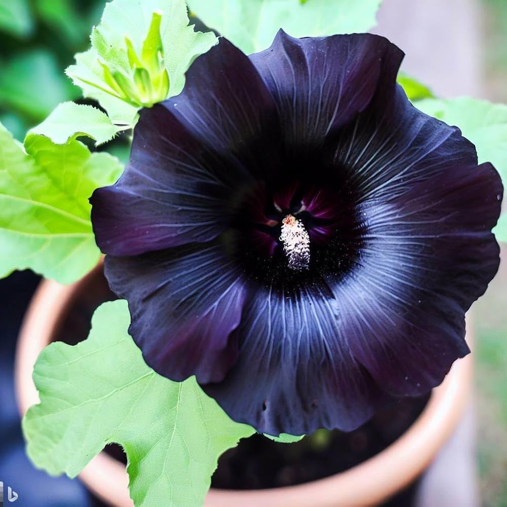 Black Hollyhock Flower Seeds