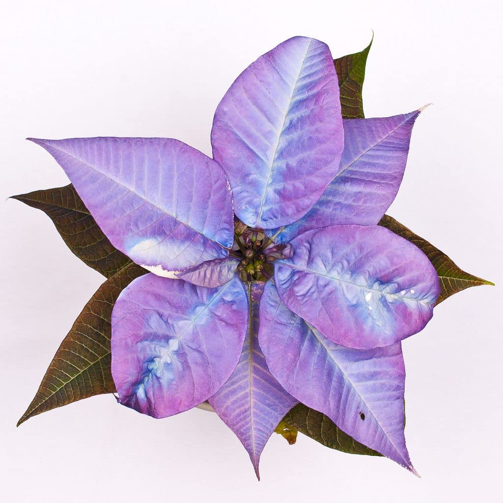 Purple Poinsettia Flower seeds for Planting - Long Bloom Season, Heirloom & GMO Free Seeds for Home Garden
 
 Sale for planting in home garden.