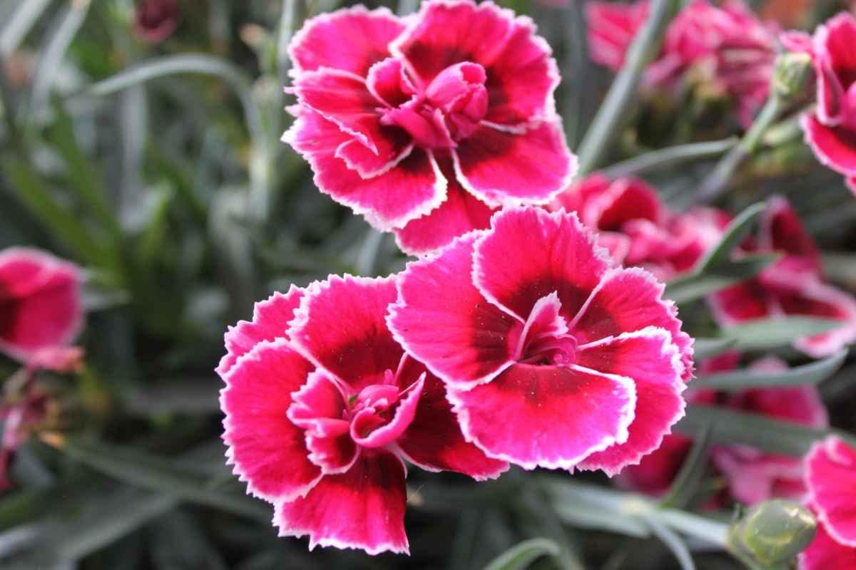 Dianthus Flower seeds for Planting - Low Maintenance, Heirloom & GMO Free Seeds for Home Garden
 
 Sale for planting in home garden.
