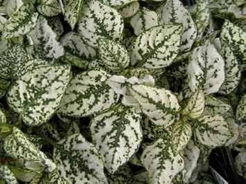 White Green Hypoestes Polka Flower seeds for Planting - Wildflower Mix, Heirloom & GMO Free Seeds for Home Garden
 
 Sale for planting in home garden.