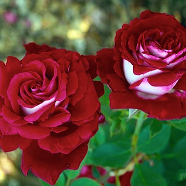 Love in Rose Bush Flowers Seeds