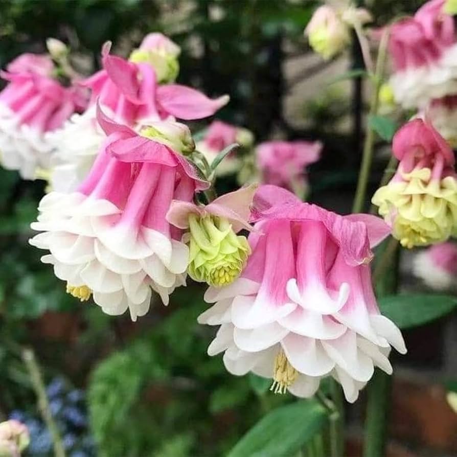 Pink Petticoat Columbine Flower Seeds