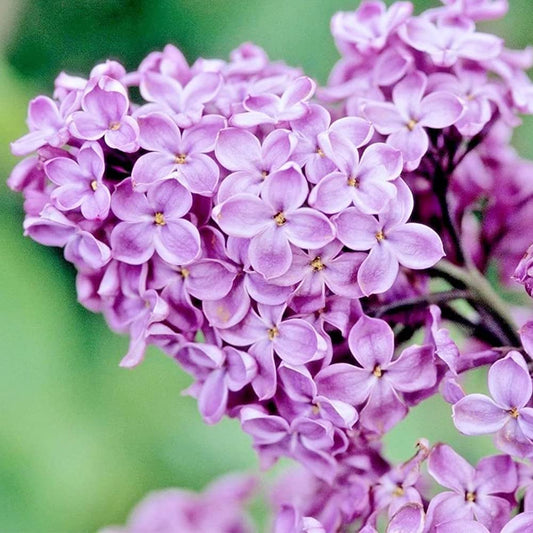 Japanese Tree Purple Lilac Flower Seeds