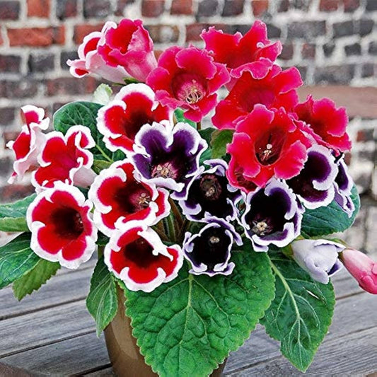 Gloxinia Flower seeds for Planting Wildflower Mix Heirloom & GMO Free Seeds for Home Garden