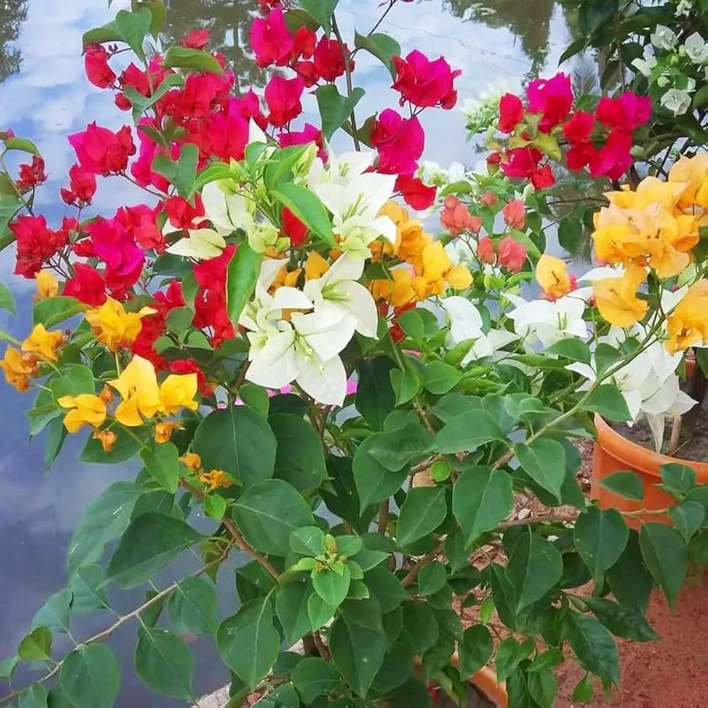Mixed Bougainvillea  Flower Seeds