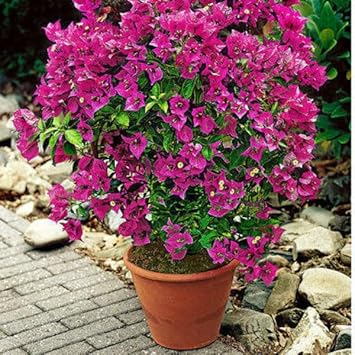 Bougainvillea Flower seeds for Planting - Bright Blooms, Heirloom & GMO Free Seeds for Home Garden
 
 Sale for planting in home garden