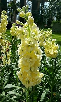 Light Yellow Matthiola Incana Flower seeds for Planting - Garden Favorite, Heirloom & GMO Free Seeds for Home Garden
 
 Sale for planting in home garden