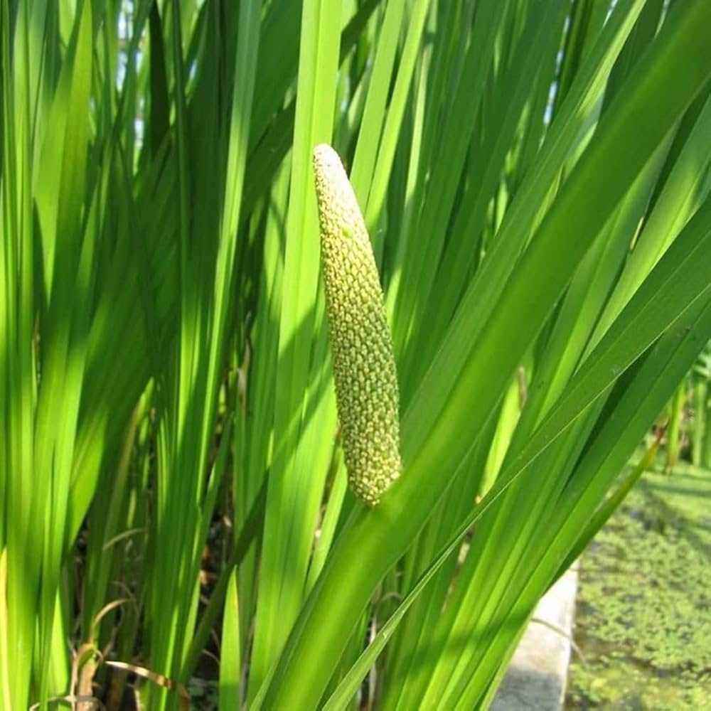 Semi di erba di calamo aromatico