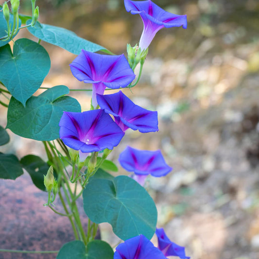 Morning Glory Ipomoea Purpurea Flower Seeds