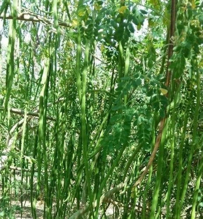 Moringa Oleifera Drumstick Vegetable Seeds
